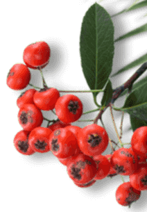 Protoflow review - Hawthorn Berries