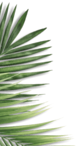 Protoflow review - Saw Palmetto